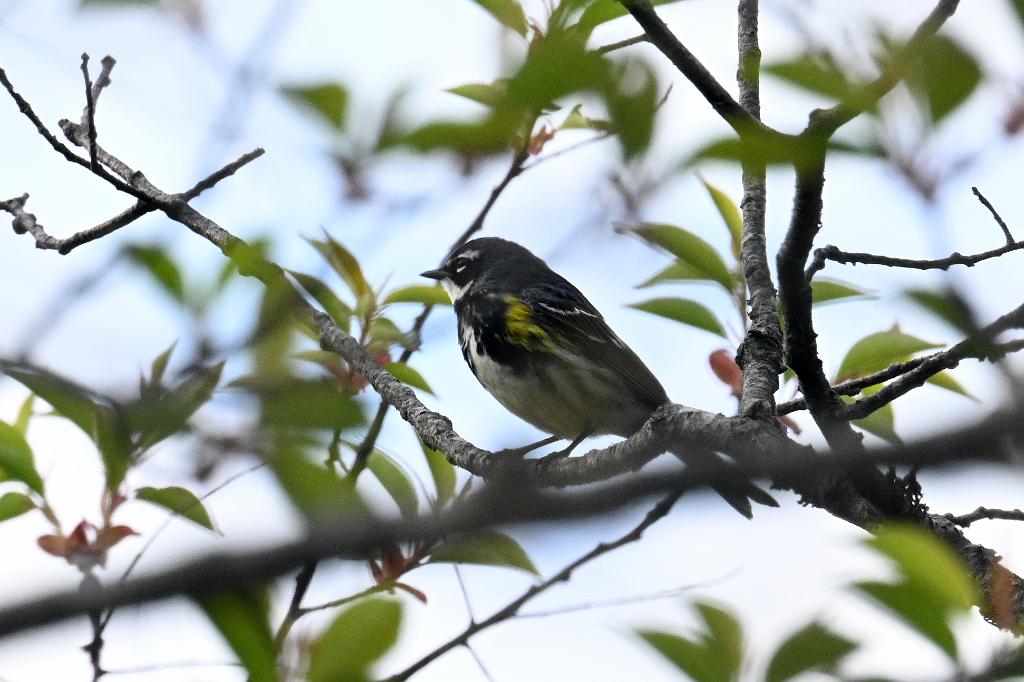 2025-05037052 Parker River NWR, MA.JPG - Yellow-rumped Warbler. Parker River National Wildlife Refuge, MA, 5-3-2025